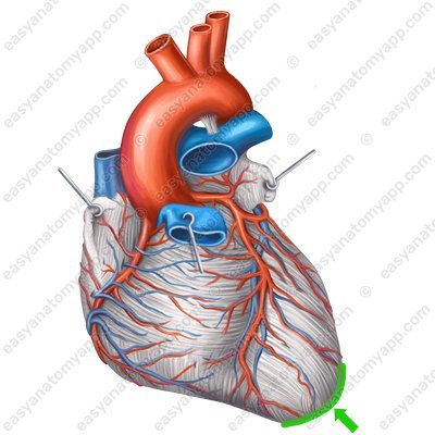 Верхушка сердца (apex cordis) – вид спереди